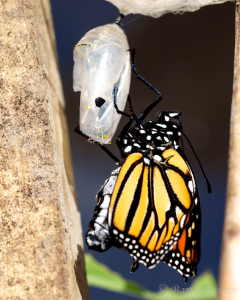 Butterfly and Crysalis