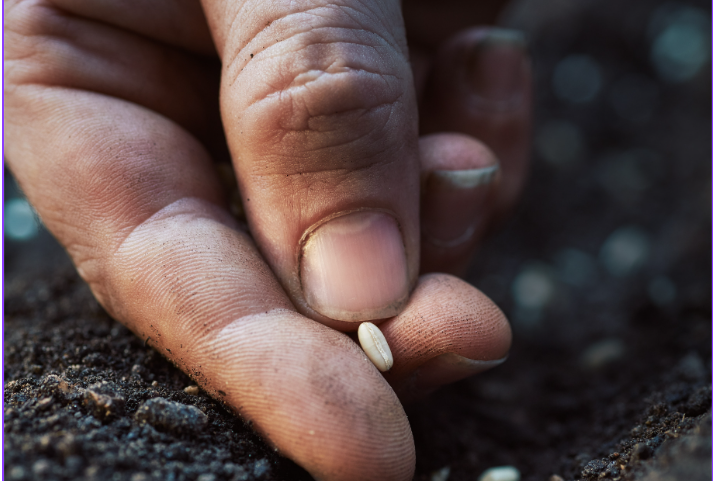 Nurturing Seeds – Part 2